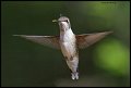 _3SB7704 rufous hummingbird female